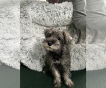Small Photo #42 Schnauzer (Miniature) Puppy For Sale in CAMBRIDGE, MA, USA