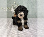 Small #2 Bernedoodle (Miniature)
