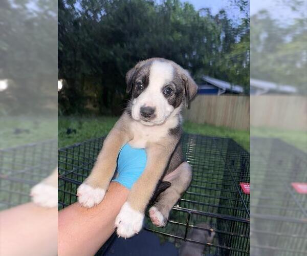Medium Photo #1 American Staffordshire Terrier-Unknown Mix Puppy For Sale in San Antonio, TX, USA