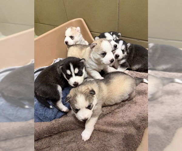 Medium Photo #1 Siberian Husky Puppy For Sale in Riverside, CA, USA