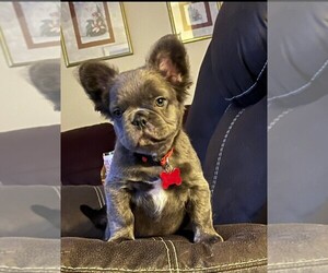 French Bulldog Puppy for sale in COLUMBUS, GA, USA