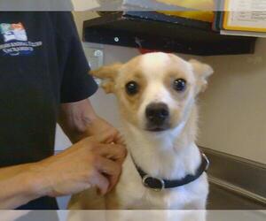 Chihuahua Dogs for adoption in Sacramento, CA, USA
