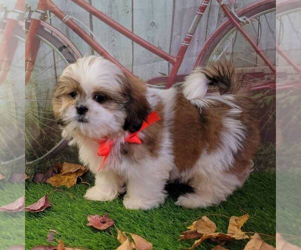 Medium Photo #2 Shih Tzu Puppy For Sale in ARTHUR, IL, USA