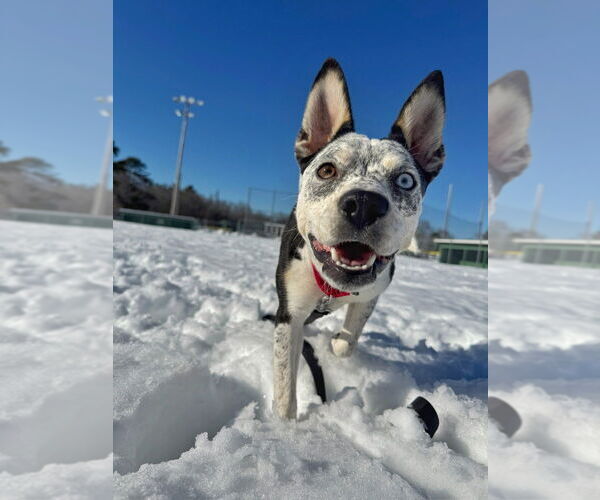 Medium Photo #15 Mutt Puppy For Sale in Oak Bluffs, MA, USA