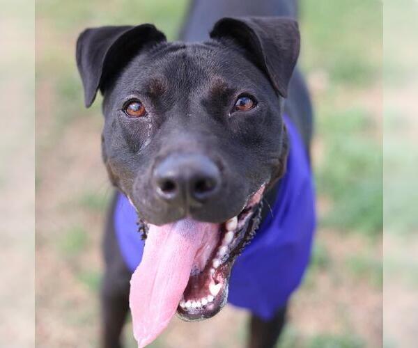 Medium Photo #1 American Staffordshire Terrier-Unknown Mix Puppy For Sale in San Antonio, TX, USA