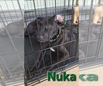 Small #4 Huskies -Labrador Retriever Mix