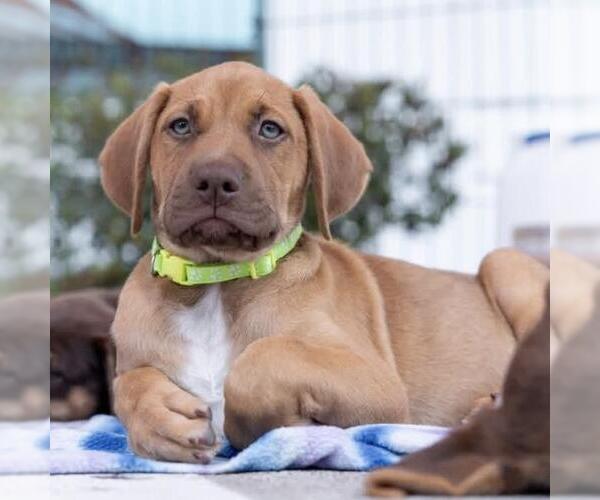 Medium Photo #10 Mutt Puppy For Sale in San Diego, CA, USA