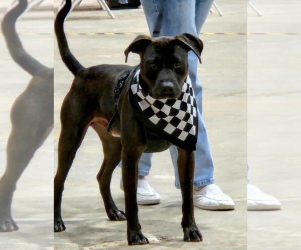 Medium Photo #1 American Pit Bull Terrier-Staffordshire Bull Terrier Mix Puppy For Sale in Oakhurst, NJ, USA