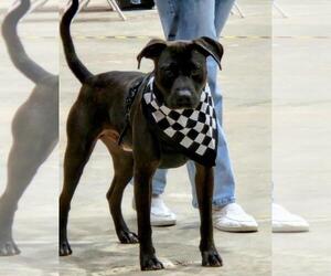 American Pit Bull Terrier-Staffordshire Bull Terrier Mix Dogs for adoption in Oakhurst, NJ, USA