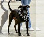 Small American Pit Bull Terrier-Staffordshire Bull Terrier Mix
