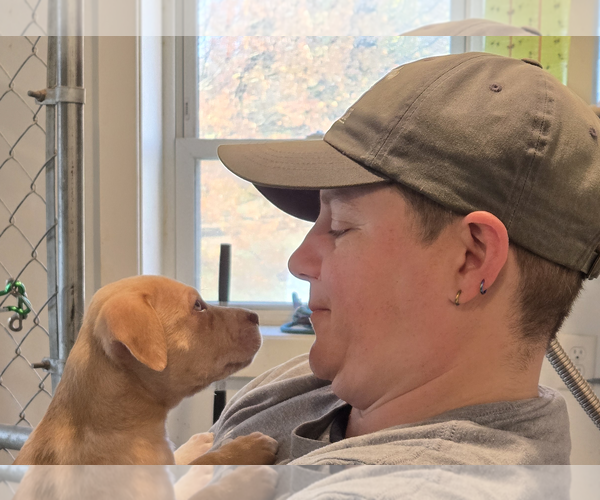 Medium Photo #2 Labrador Retriever-Unknown Mix Puppy For Sale in Unionville, PA, USA