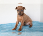 Small #3 Miniature Pinscher