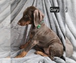 Small #1 Doberman Pinscher
