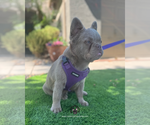 Small #4 French Bulldog