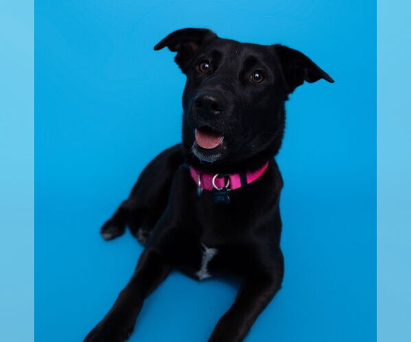 Medium Photo #4 Pointer-Unknown Mix Puppy For Sale in Fargo, ND, USA