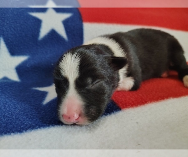 Medium Photo #7 Border Collie Puppy For Sale in NORBORNE, MO, USA