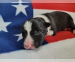 Small Photo #32 Border Collie Puppy For Sale in NORBORNE, MO, USA