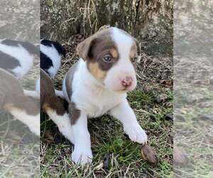 Aussiedor Dogs for adoption in MOUNT OLIVE, NC, USA