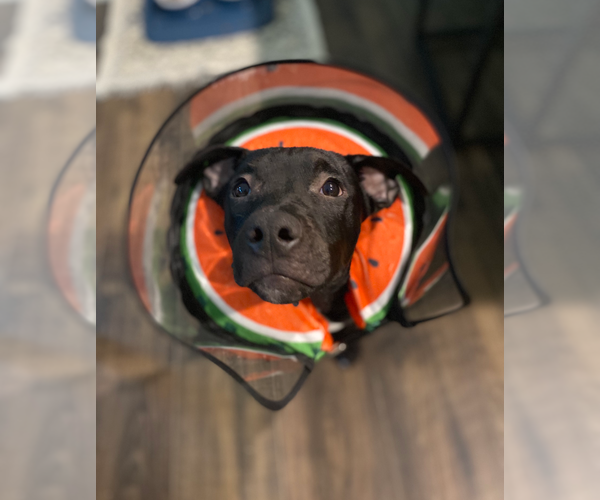 Medium Photo #5 Staffordshire Bull Terrier-Unknown Mix Puppy For Sale in Holly Springs, NC, USA