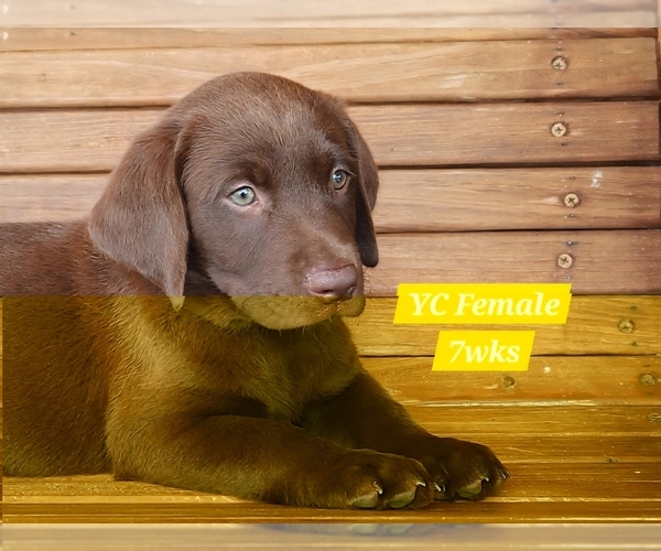 Medium Photo #87 Labrador Retriever Puppy For Sale in EDGEWOOD, TX, USA