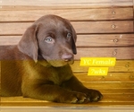 Small Photo #87 Labrador Retriever Puppy For Sale in EDGEWOOD, TX, USA