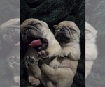 Small Photo #30 Pug Puppy For Sale in HILLSDALE, MI, USA