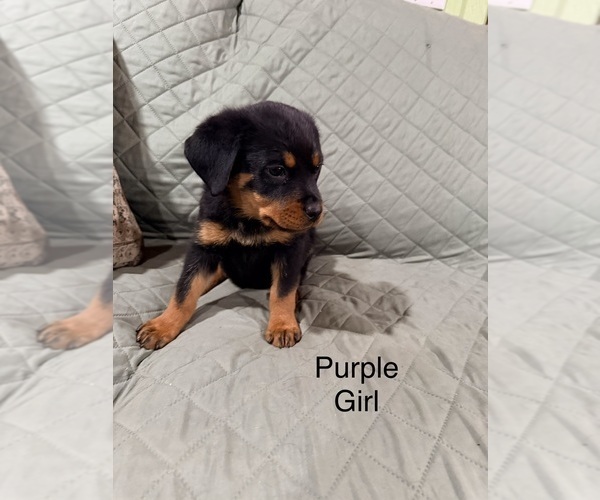 Medium Photo #4 Rottweiler Puppy For Sale in DANVILLE, IL, USA