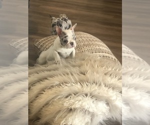 French Bulldog Puppy for sale in HOLLYWOOD, FL, USA