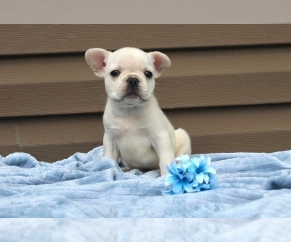 Medium Photo #46 French Bulldog Puppy For Sale in LIBERTY, KY, USA