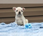 Small Photo #46 French Bulldog Puppy For Sale in LIBERTY, KY, USA