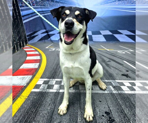 Medium Photo #4 Shollie Puppy For Sale in Long Beach, CA, USA