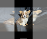 Small #2 Pembroke Welsh Corgi