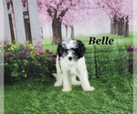 Small #17 Cavapoo