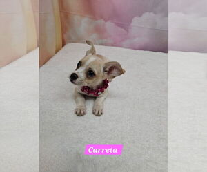 Chihuahua-Unknown Mix Dogs for adoption in Metairie, LA, USA