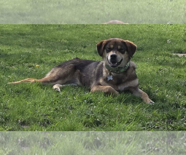 Medium Photo #5 Mutt Puppy For Sale in Crystal, MN, USA