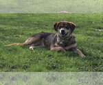 Small #4 Mutt