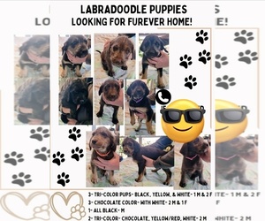 Labradoodle Puppy for sale in WYLIE, TX, USA