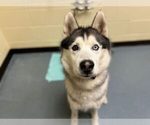 Siberian Husky Dogs for adoption in Denver, CO, USA