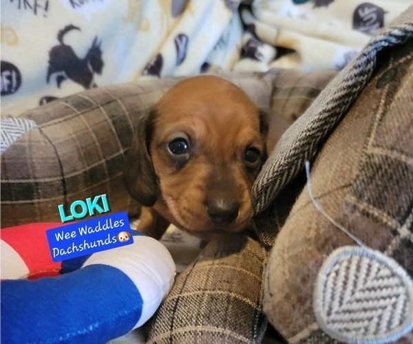 Medium Photo #2 Dachshund Puppy For Sale in WALLACE, CA, USA