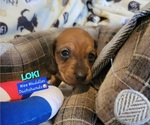 Small Photo #10 Dachshund Puppy For Sale in WALLACE, CA, USA