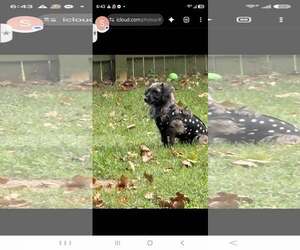 Dachshund-Unknown Mix Dogs for adoption in Tenafly, NJ, USA