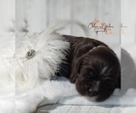 Puppy BENTLEY Cocker Spaniel