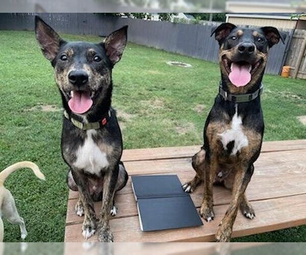 Medium Photo #3 Mutt Puppy For Sale in Bardstown, KY, USA