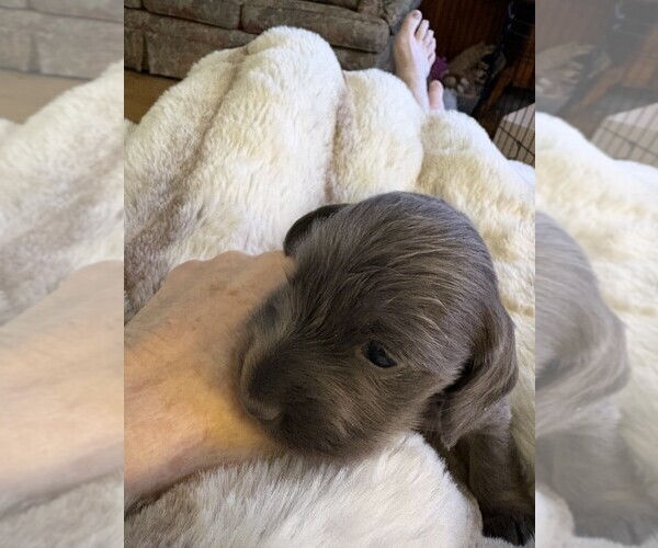 Medium Photo #1 Dachshund Puppy For Sale in BLAIRSVILLE, PA, USA