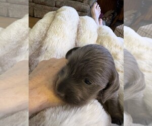 Dachshund Puppy for sale in BLAIRSVILLE, PA, USA