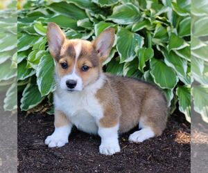 Pembroke Welsh Corgi Puppy for sale in LITITZ, PA, USA