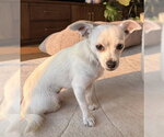 Small #2 Chihuahua Mix
