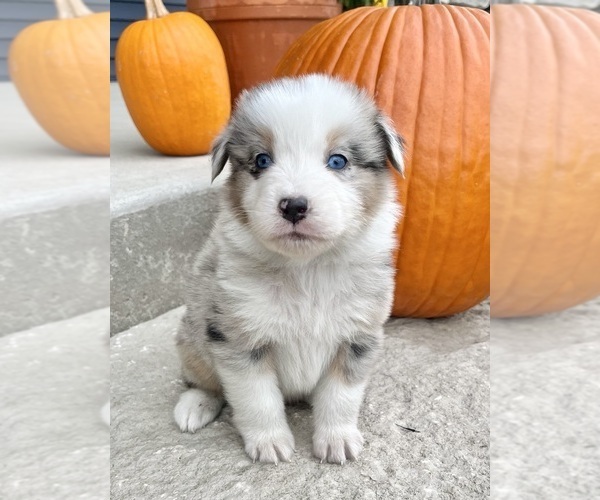 Medium Photo #5 Australian Shepherd Puppy For Sale in LODA, IL, USA