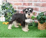 Small #5 Schnauzer (Miniature)