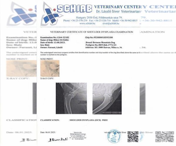 Medium Photo #10 Bernese Mountain Dog Puppy For Sale in Hatvan, Heves, Hungary